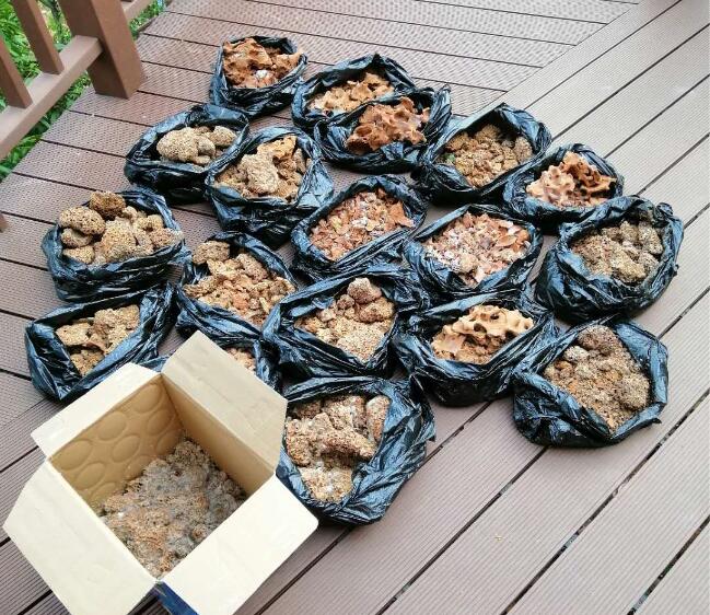 危害比較大的白蟻有哪些品種？